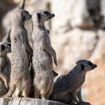 Judicial Independence: Safeguarding Fairness in Courts