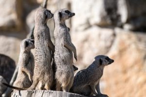 Judicial Independence: Safeguarding Fairness in Courts