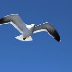 Flight Upgrade Auctions Offer Better Value Than