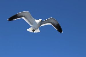 Flight Upgrade Auctions Offer Better Value Than