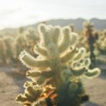 Sustainable Tourism Certification Programs Verify Eco Credentials